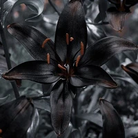 𝑩𝑳𝑨𝑪𝑲 𝐇𝑬𝐀𝐑𝑻 𝑳𝑰𝑳𝐘