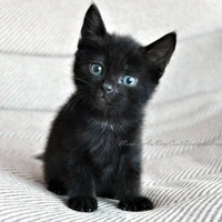 kami(fl cat)