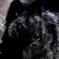 Wolf Las
