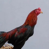 Ayam Bngsht Kematian