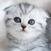 อาชิ(แมวนายเอก)