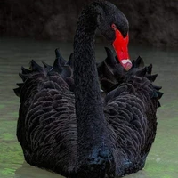 Black Swans🦆🦆