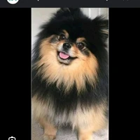 Yeontan