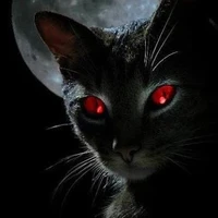 คินากิ(แมว)