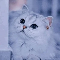 LAZY KITTEN (⁠ ⁠ꈍ⁠ᴗ⁠ꈍ⁠)