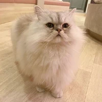 ปุกปุย//แมว(น.อ พ.อ)