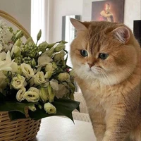 ไข่ตุ๋น|แมวของเซียนน่า|