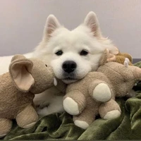 Samoyed