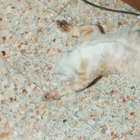 เพื่อนแอด