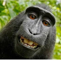 Monke