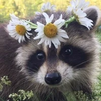 racoon