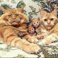 Min Alexandre Family🐱