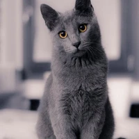 mochi