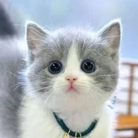 เวดี้(นายเอก+ตอนเป็นแมว)