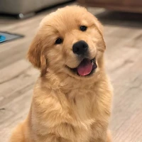 Teddy