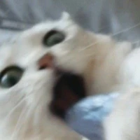 المؤلفة