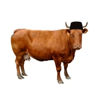 Bro Sapi