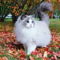 เนเชว(แมวยู)