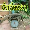 เป็นหมด