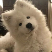 ปุ๊กปิ๊ก(ซีลีน)