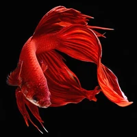 ปลาของเอก