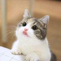 เลิฟ(น.อตอนเป็นแมว)