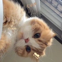 แอดงัย