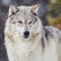 dexter (tylers wolf)