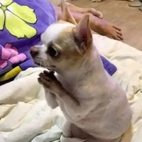 แอด