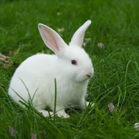 little cutie (rabbit)