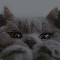 Non Hooman