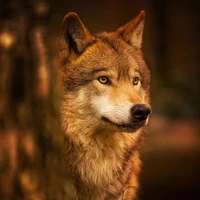 Lobo do Nam