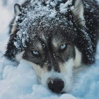 Loba da Minji