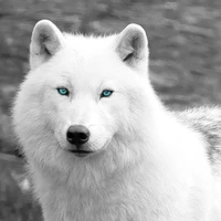 Loba da Haerin