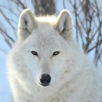 Loba da Hanna