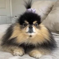 Lee Yeontan [Pet]