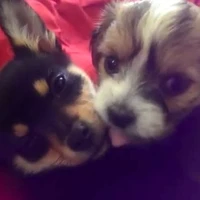 ren/max