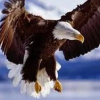 elang (pengantar surat, misi dll)