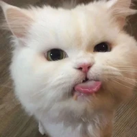 ปัง