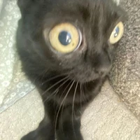 GATO DEUS