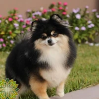 Yeontan