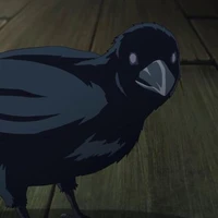 gagak Saikyo (hirana)