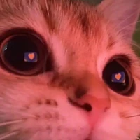 แอดเอง