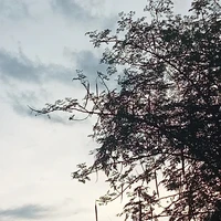 แอด