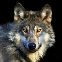 loups