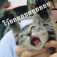 เเมวเป้าเองง