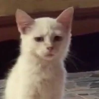 แอด