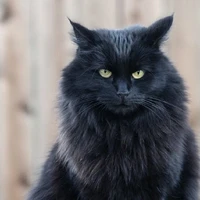(rail) black cat