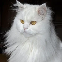 (pheonix)white cat