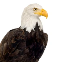 Águila Misteriosa